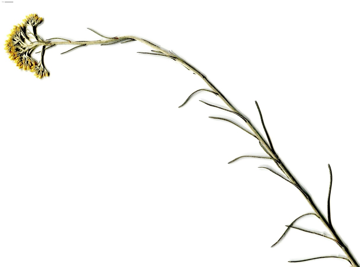 Helichrysum italicum subsp. serotinum (Asteraceae)